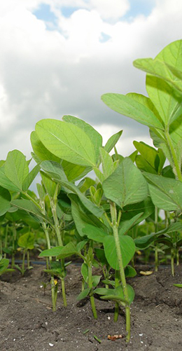 soybeans in a field